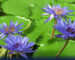 Blue Lotus Uses and Effects